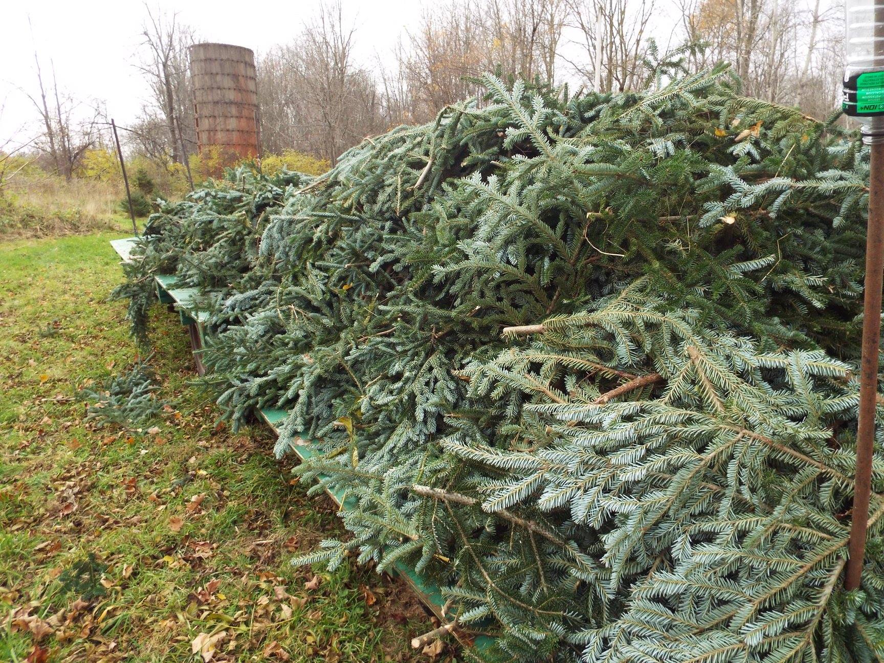 Harvested Christmas trees on wagon